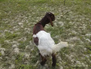 Castrated Goat for Sale