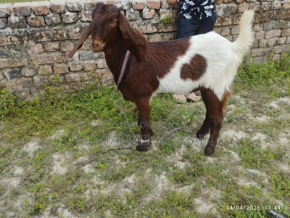Castrated Goat for Sale