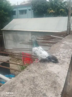 Giribaz Pigeon for Sale
