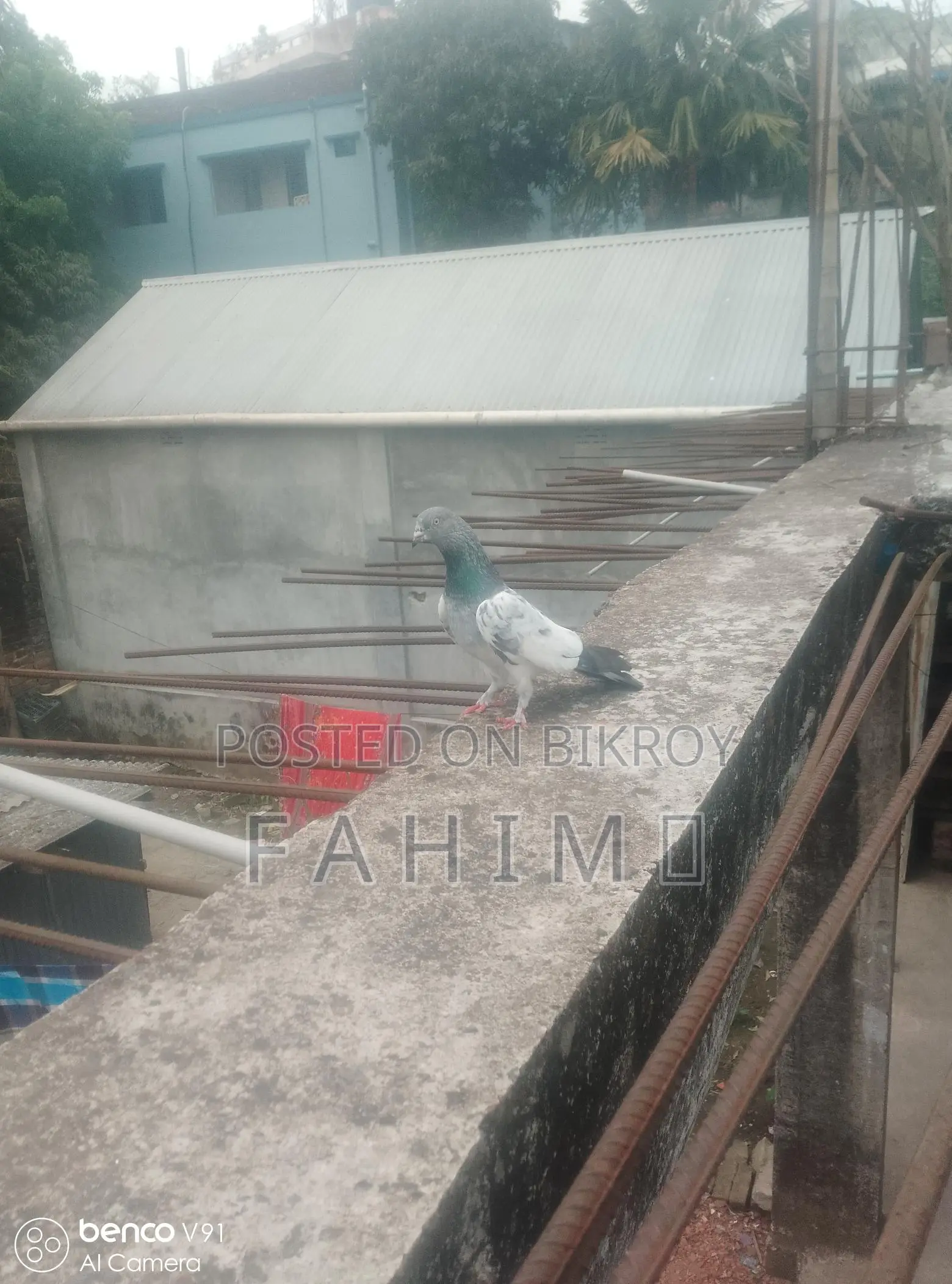 Giribaz Pigeon for Sale