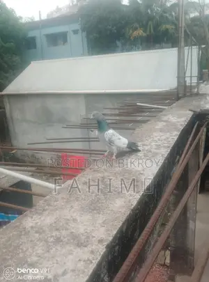 Giribaz Pigeon for Sale