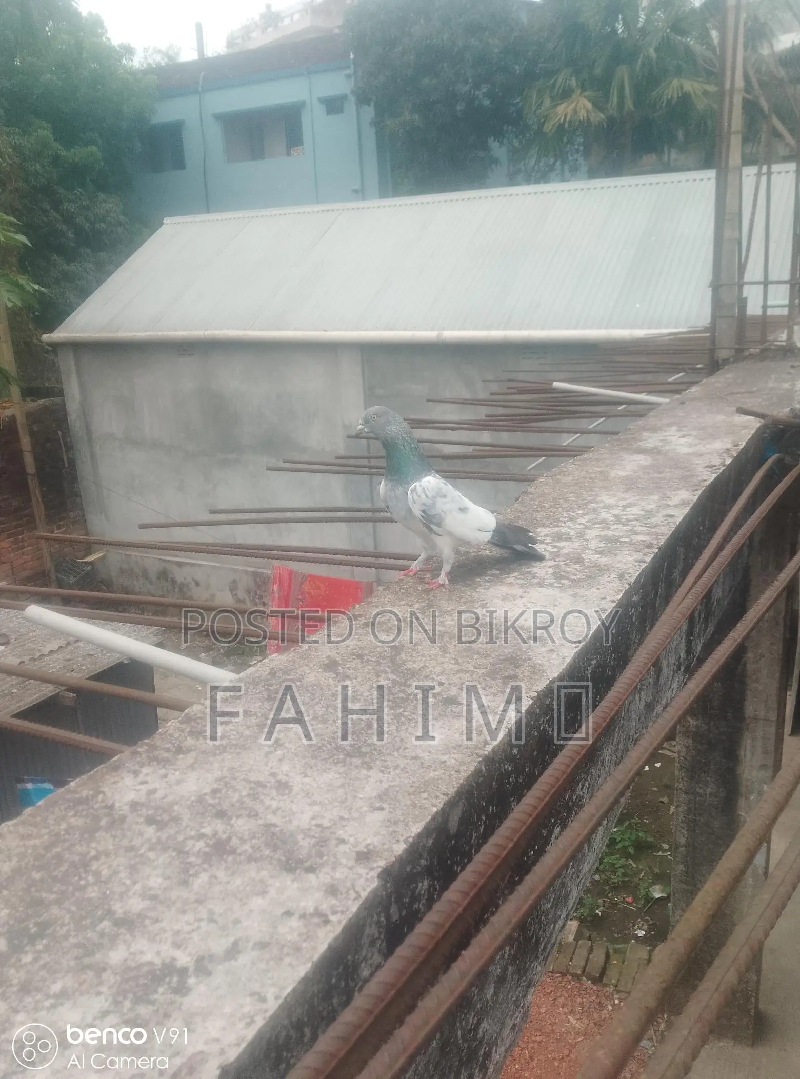 Giribaz Pigeon for Sale