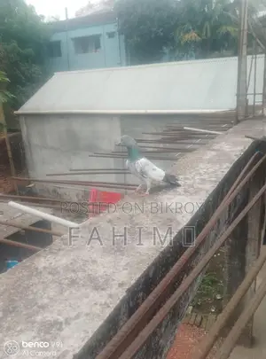 Giribaz Pigeon for Sale