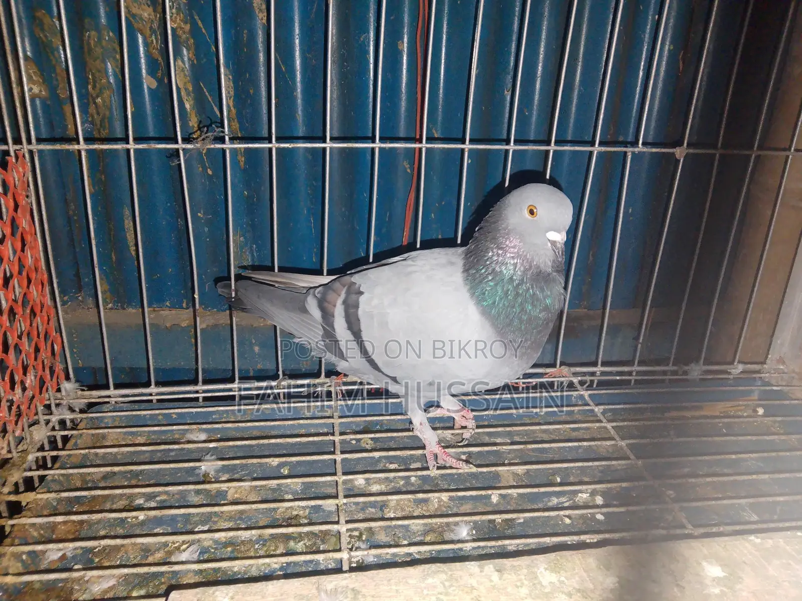 Rajshahi Giribaz Male Pigeon for Sale