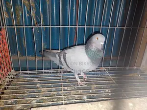 Rajshahi Giribaz Male Pigeon for Sale