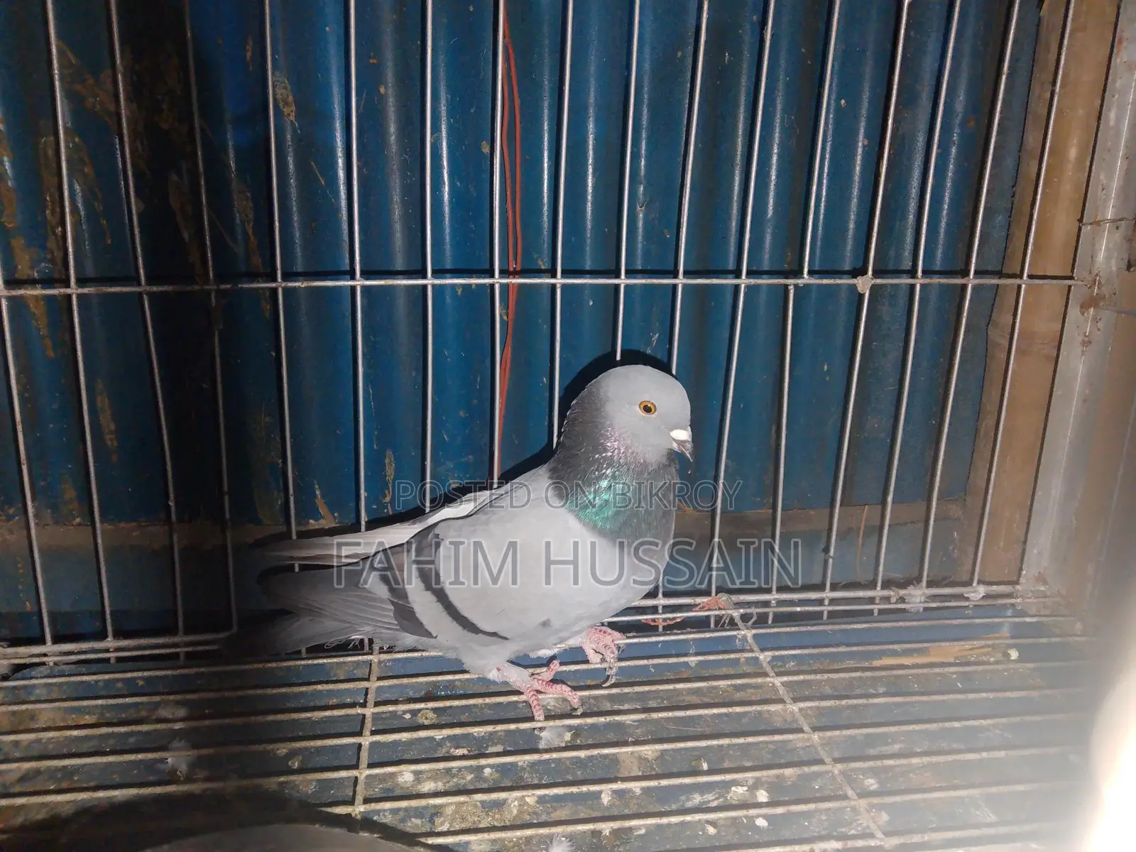 Rajshahi Giribaz Male Pigeon for Sale