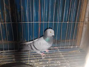 Rajshahi Giribaz Male Pigeon for Sale