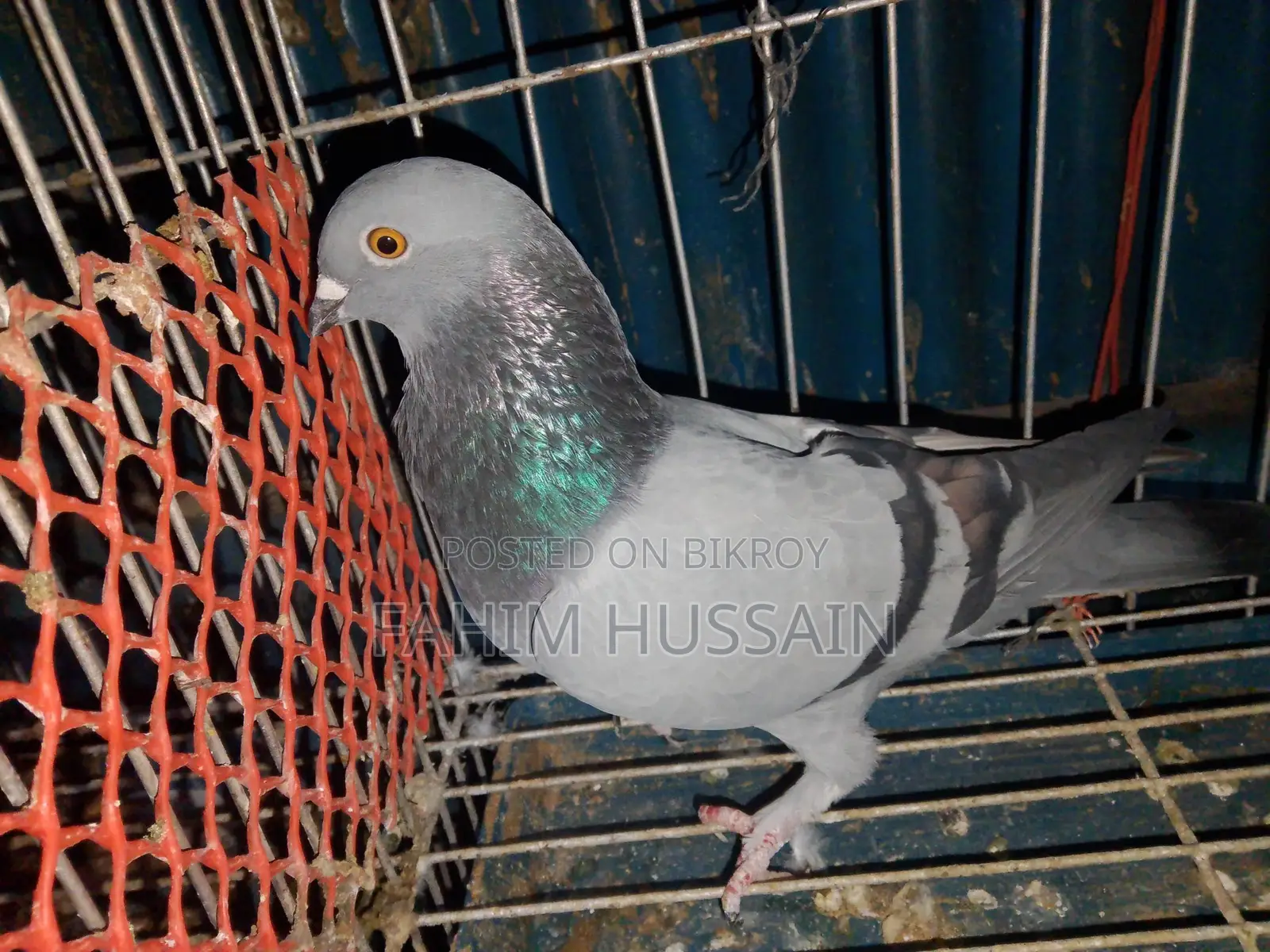 Rajshahi Giribaz Male Pigeon for Sale