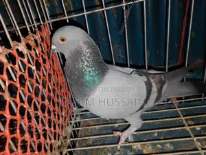 Rajshahi Giribaz Male Pigeon for Sale
