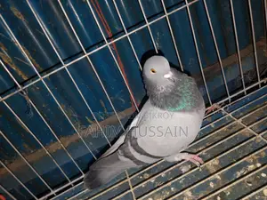 Rajshahi Giribaz Male Pigeon for Sale