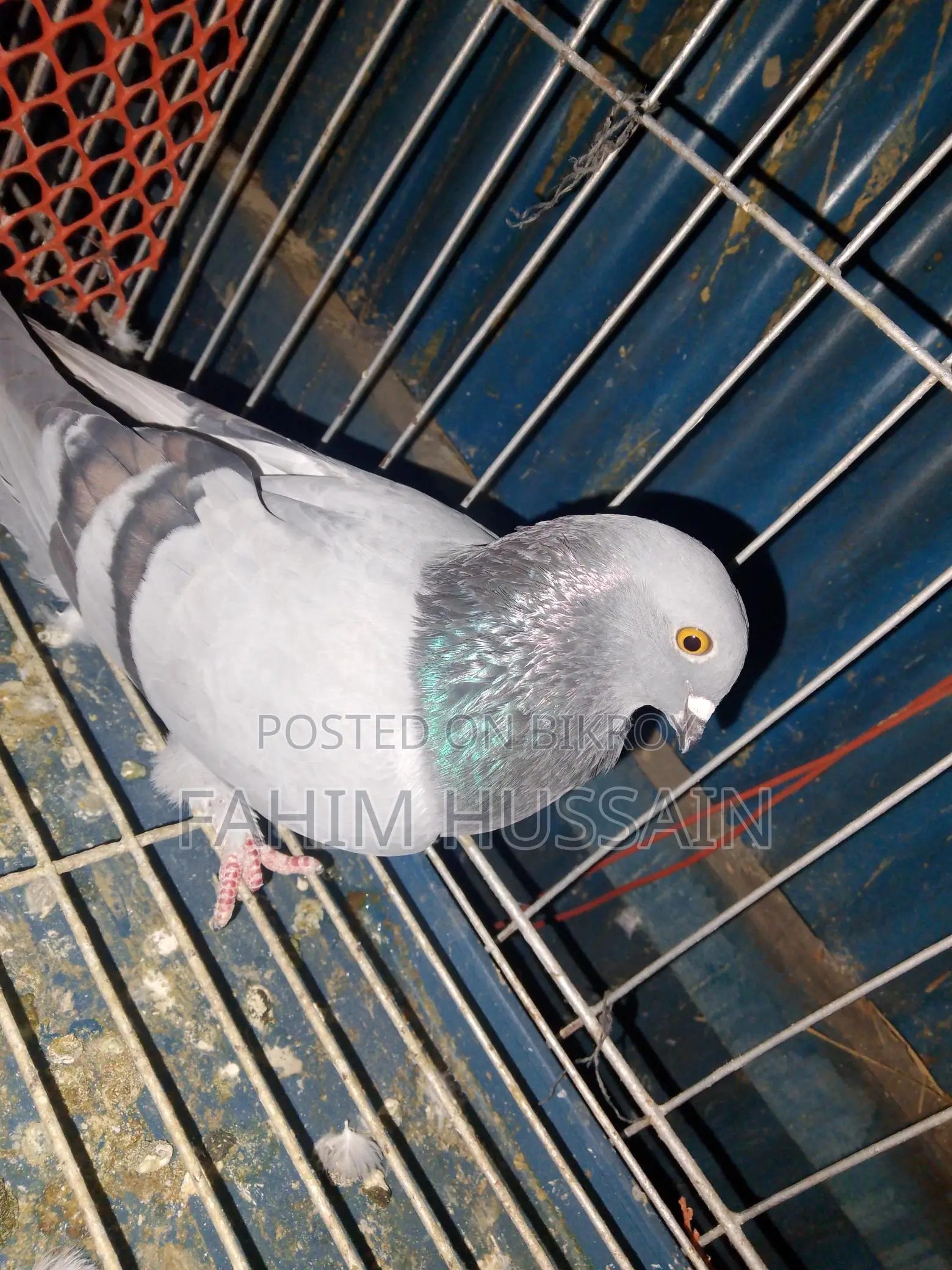 Rajshahi Giribaz Male Pigeon for Sale