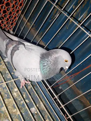 Rajshahi Giribaz Male Pigeon for Sale