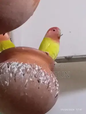 Lovebird