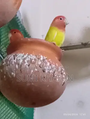 Lovebird
