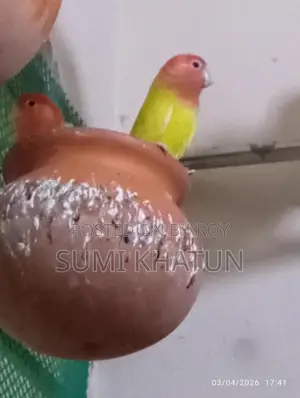 Lovebird
