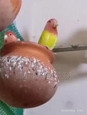 Lovebird