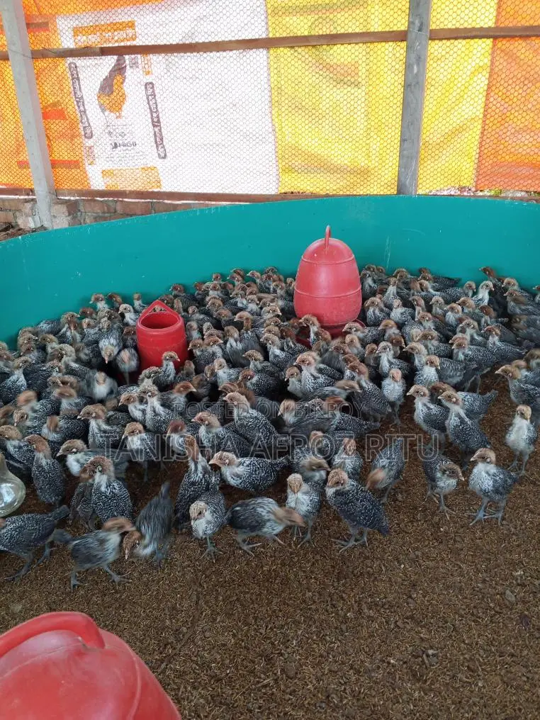 Fayoumi Chicks