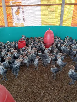 Fayoumi Chicks