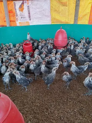 Fayoumi Chicks