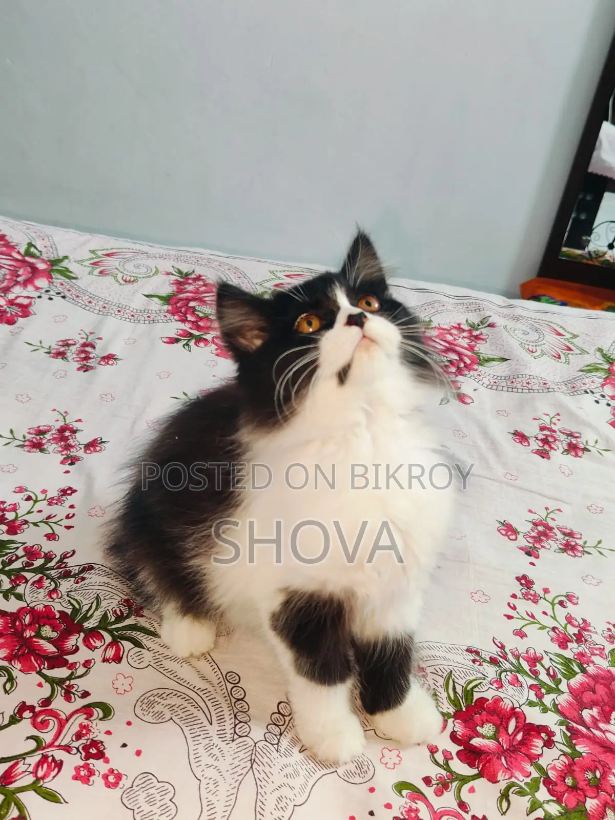 পার্সিয়ান ক্যালিকো কিটেন