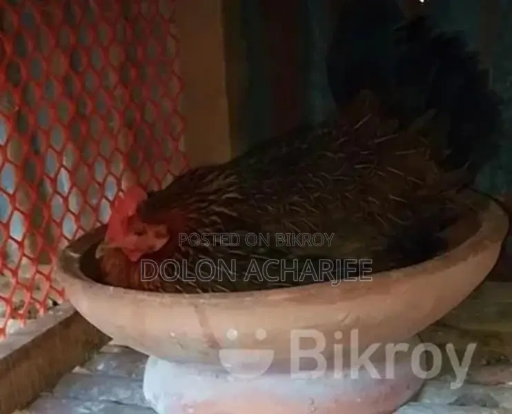 মুরগি