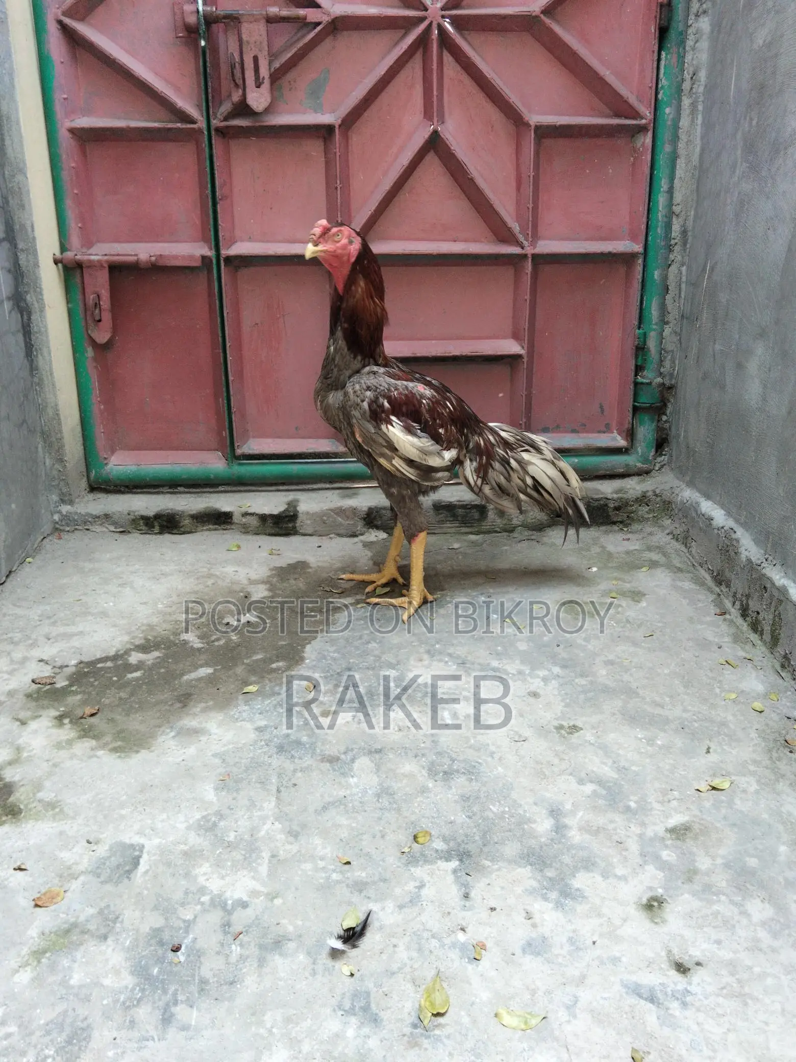 আসল মুরগি বিক্রি