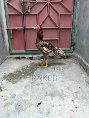 আসল মুরগি বিক্রি