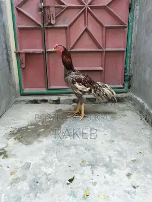 আসল মুরগি বিক্রি