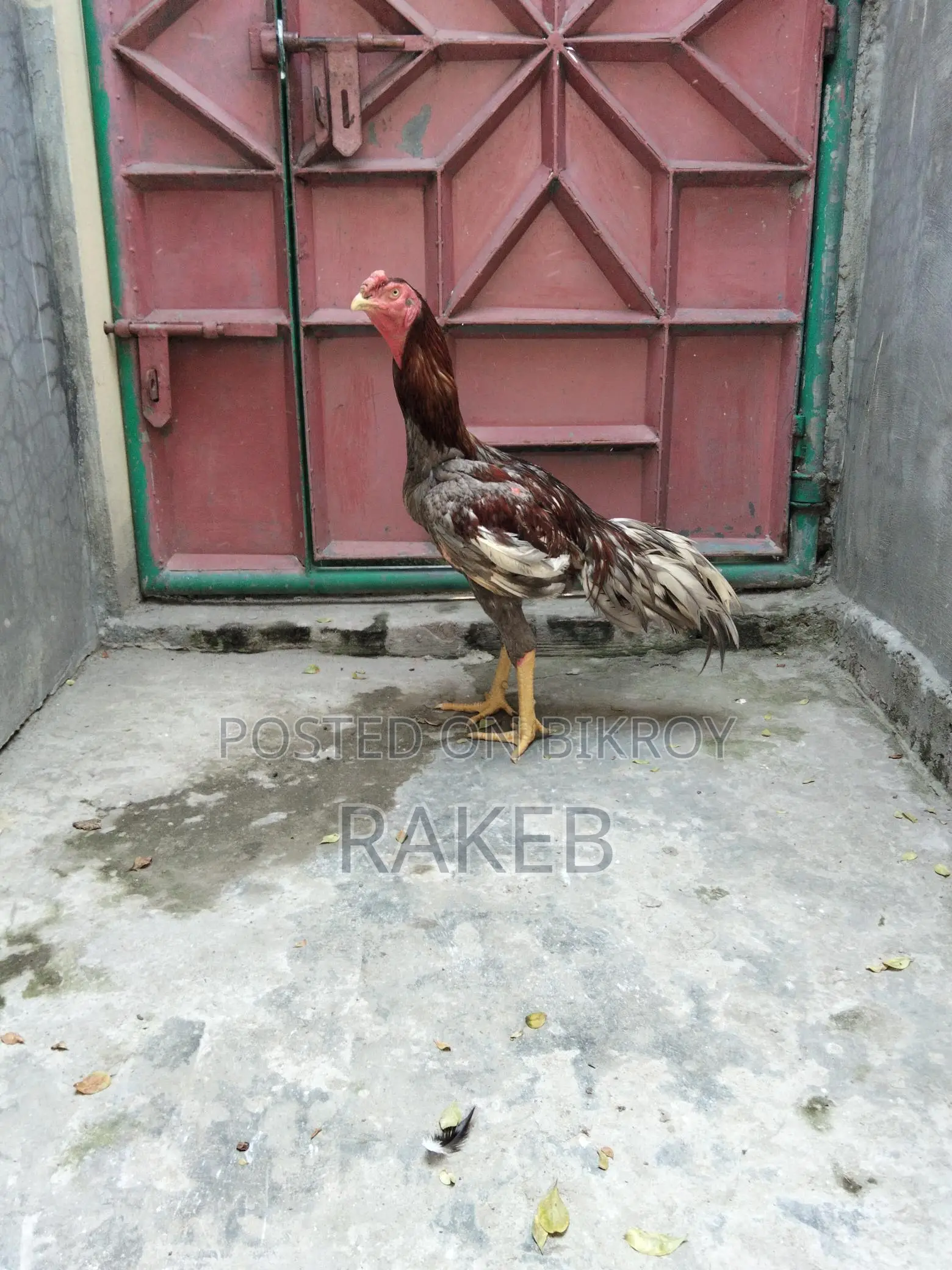 আসল মুরগি বিক্রি