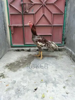 আসল মুরগি বিক্রি