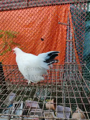 Japannese Bentham