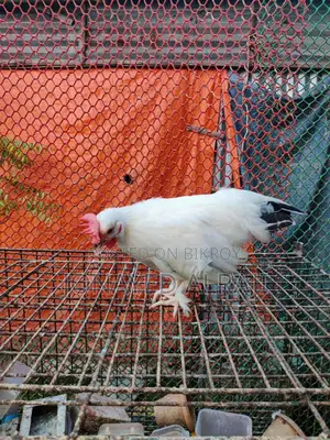Japannese Bentham