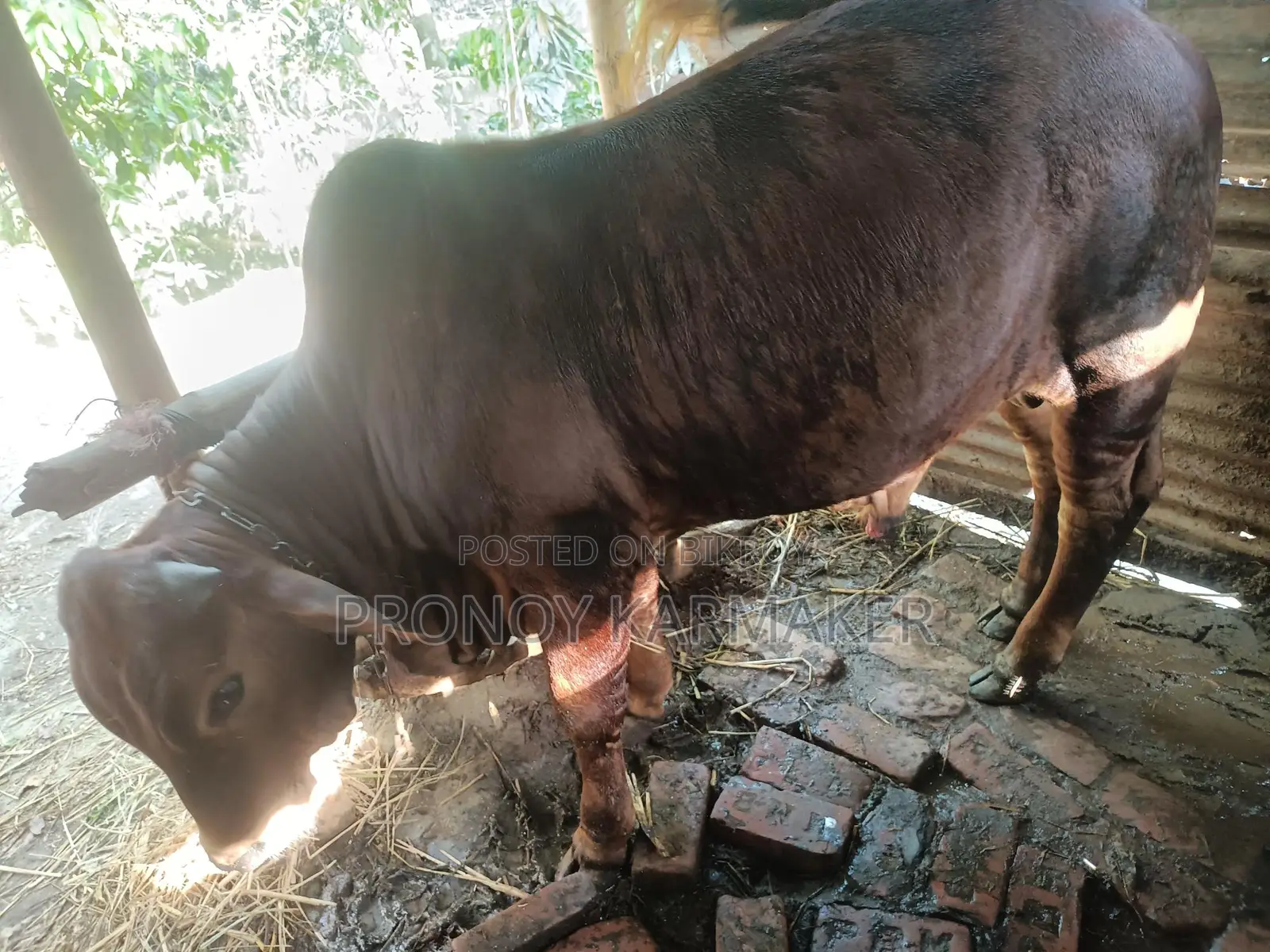Bull for Sale
