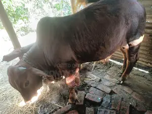 Bull for Sale