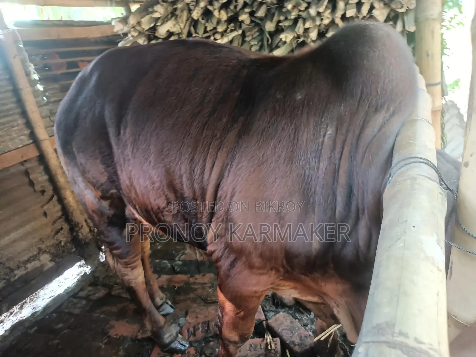 Bull for Sale