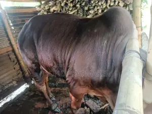 Bull for Sale