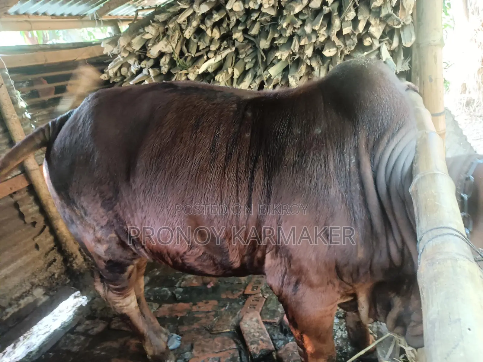 Bull for Sale