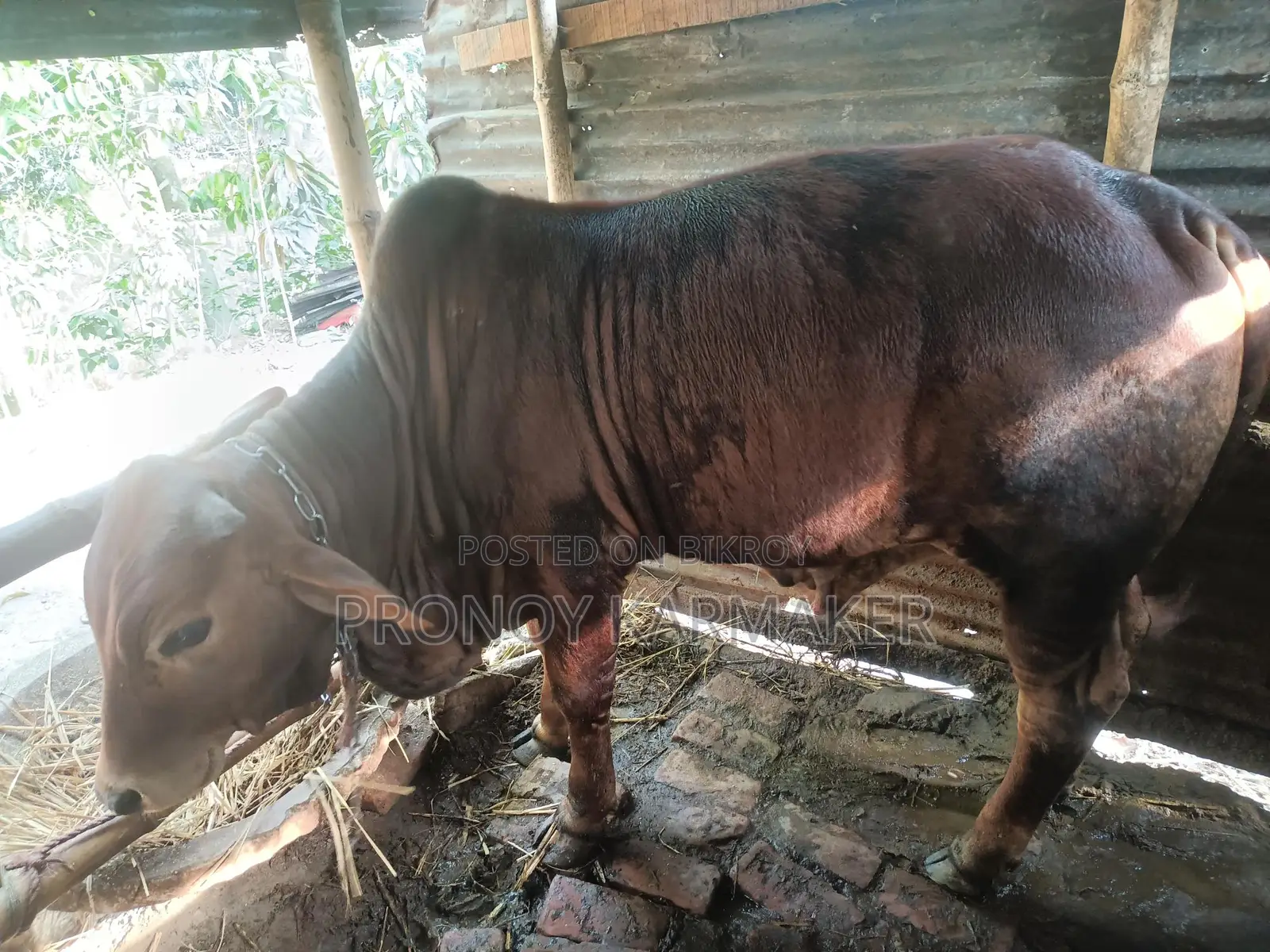Bull for Sale