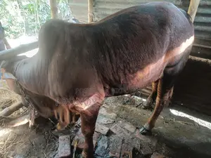 Bull for Sale