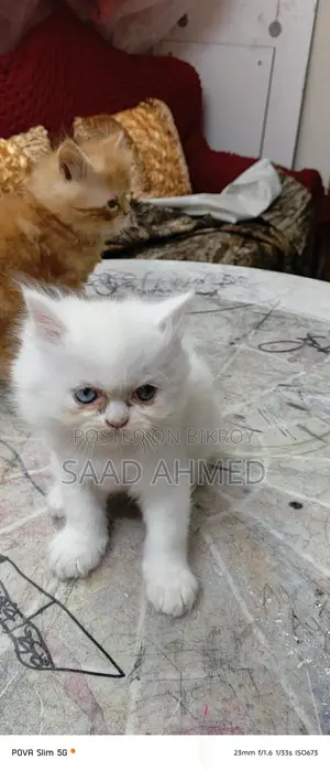 Persian Cat Long Coat Odd Eye Kitten