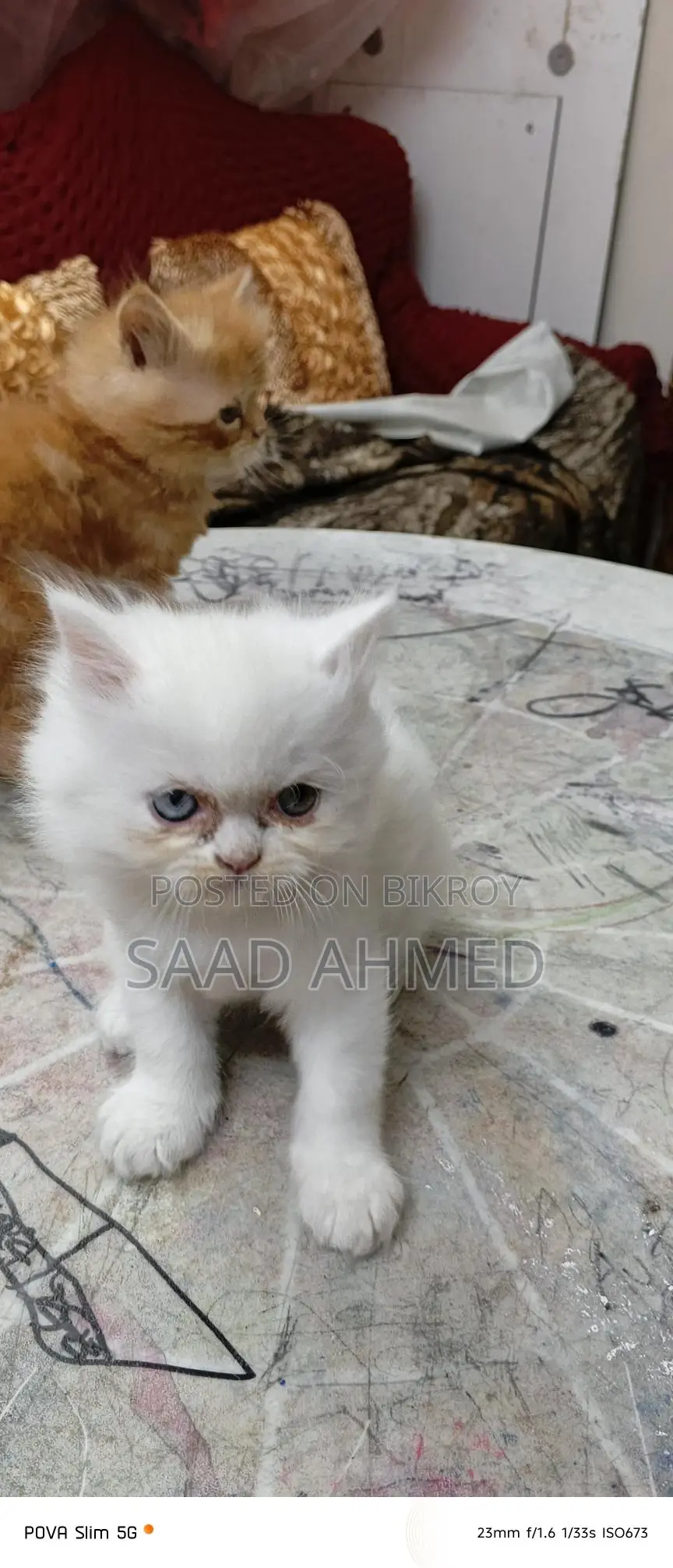 Persian Cat Long Coat Odd Eye Kitten