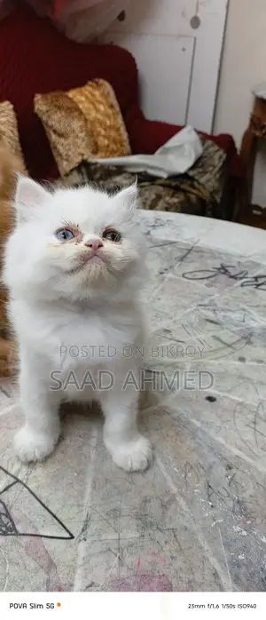 Persian Cat Long Coat Odd Eye Kitten