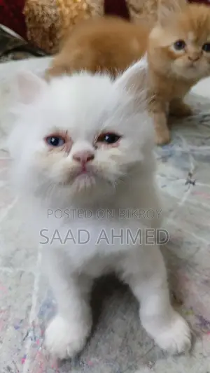 Persian Cat Long Coat Odd Eye Kitten