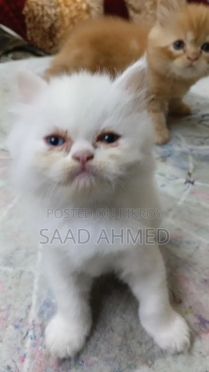 Persian Cat Long Coat Odd Eye Kitten