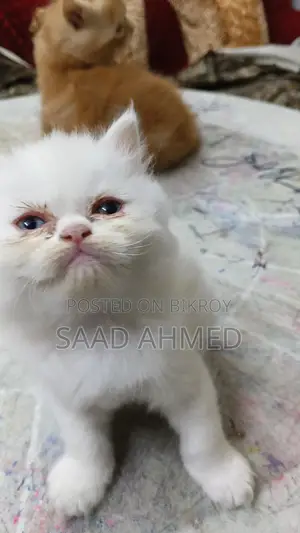 Persian Cat Long Coat Odd Eye Kitten