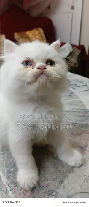Persian Cat Long Coat Odd Eye Kitten