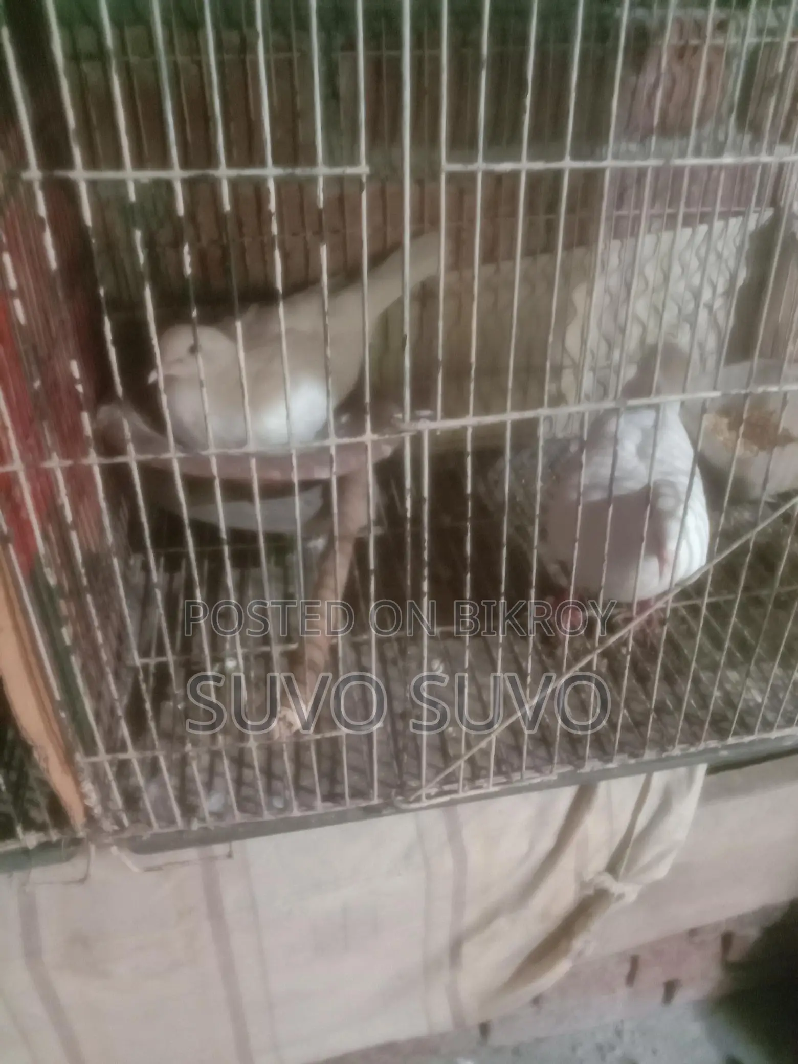 Dove bird for sale