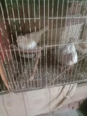 Dove bird for sale