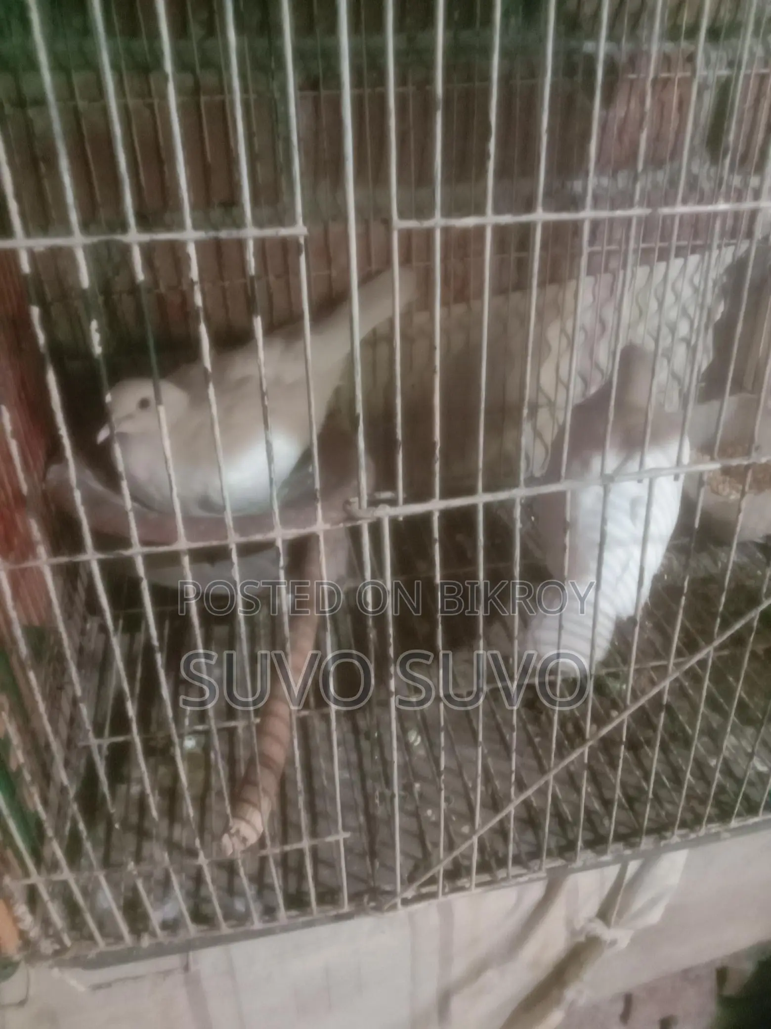 Dove bird for sale