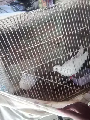 Dove bird for sale